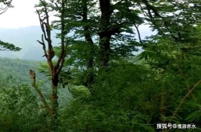 海岛大亨3
